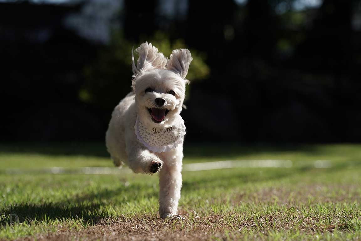愛犬と一緒に過ごせるドッグフレンドリーな憩いの空間